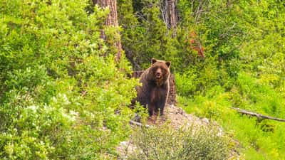 Ours grizzly près d'un lac en Colombie-Britannique, Canada