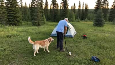 Un chien en laisse devant une tente dans un parc provincial de la Saskatchewan, propriétaire vérifiant les tiques