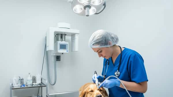 Female veterinarian in blue scrubs examining an anaesthetised golden retriever's teeth with a dental scaler in a Melbourne veterinary clinic