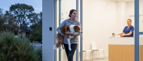 Woman carrying injured dog through the entrance of a 24-hour veterinary emergency clinic in Melbourne at dusk