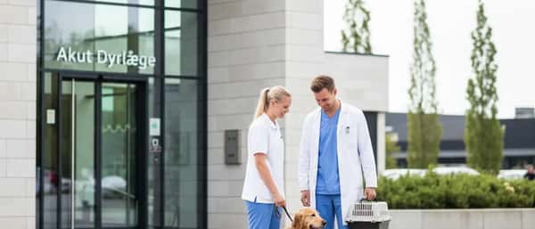 Dyrlæge undersøger en golden retriever på en behandlingsbord i en moderne dansk klinik