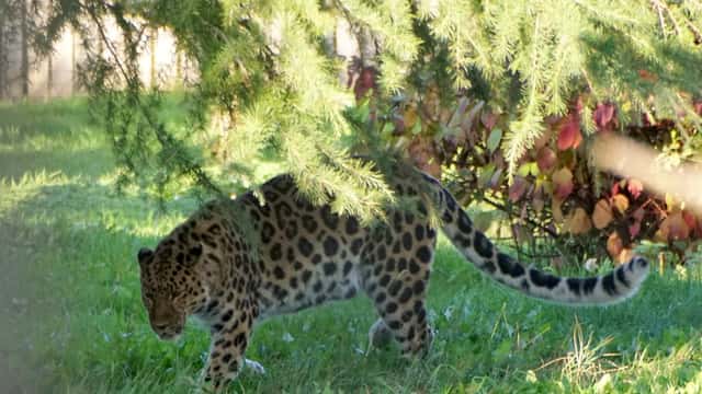 Amur-leopard i djurpark tittar framåt, sedd på nära håll