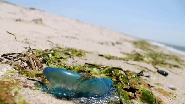 Galère portugaise échouée sur une plage atlantique, danger pour les chiens en été 2026