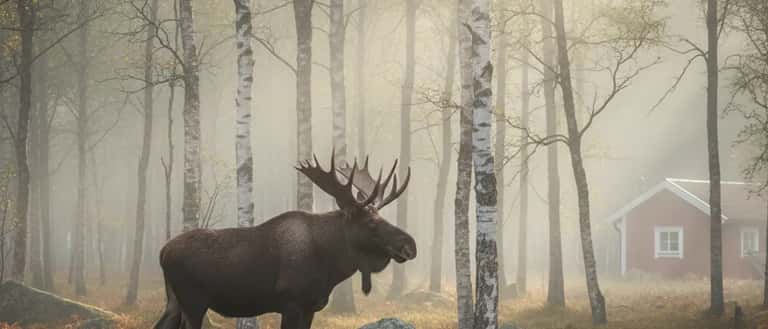 Alg i svensk bjorkskog, rodlistade arter Sverige 2026