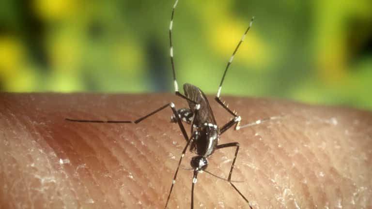 Moustique tigre asiatique Aedes albopictus en gros plan, rayures noires et blanches caractéristiques