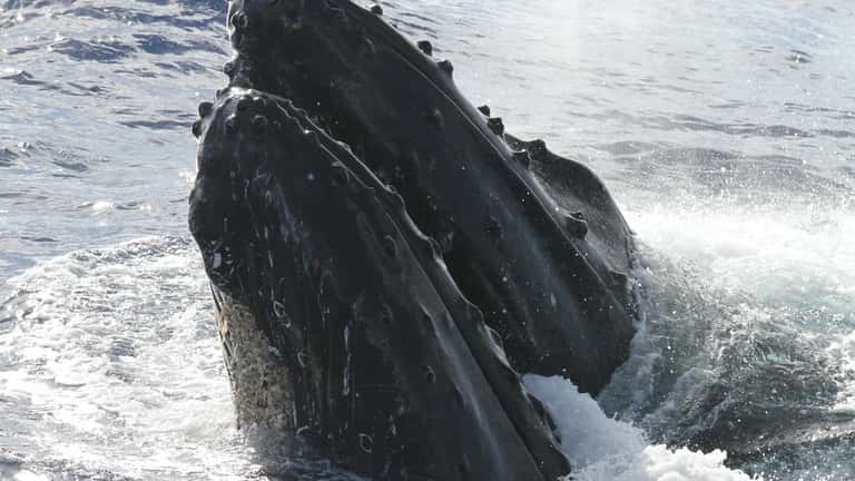 Bultrug walvis zwemmend in de oceaan