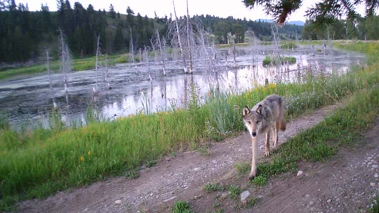 Loup capturé par caméra de surveillance dans les Alpes, Parc National Suisse zone Zernez 2026