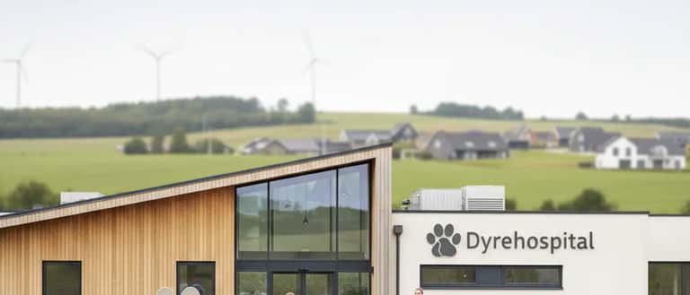 Dansk dyrlæge i hvid kittel undersøger en golden retriever på et moderne dyrehospital