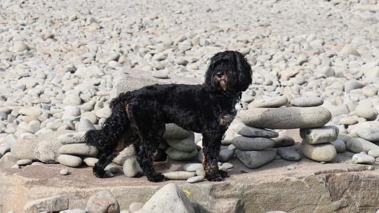 Fluffy cockapoo dog portrait outdoors in natural light