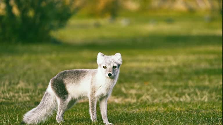 Melrakkinn (Vulpes lagopus) í íslenskri náttúru, CC0 Jonatan Pie