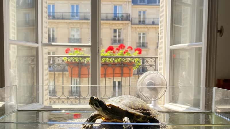Tortue de Floride dans un aquarium avec température de l'eau trop élevée en été, zone basking exposée au soleil d'appartement