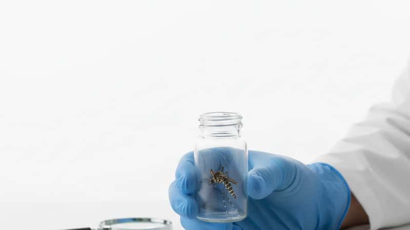 Prélèvement d'un spécimen de moustique tigre en laboratoire à Nice