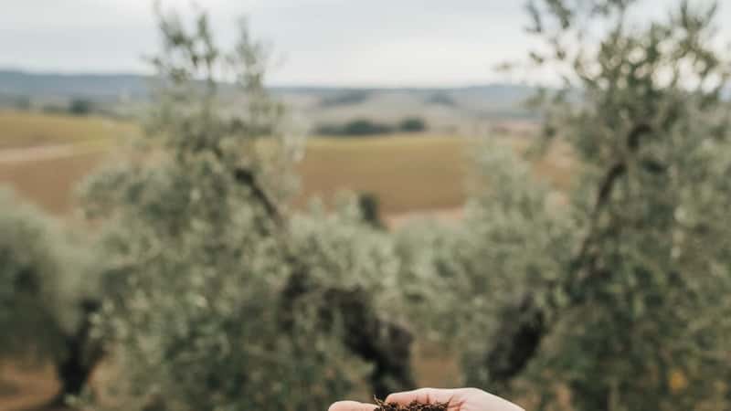 Mãos de agricultor português a segurar terra fértil junto a oliveira no Alentejo, luz natural difusa