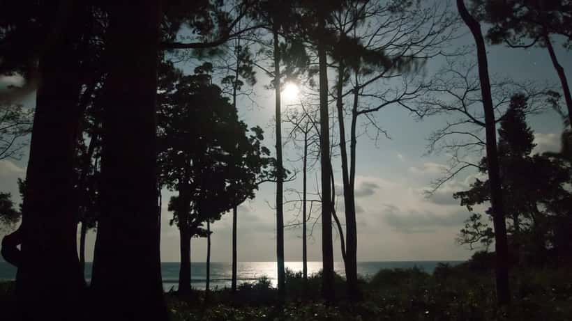 Full moon rising over a coastal forest at night