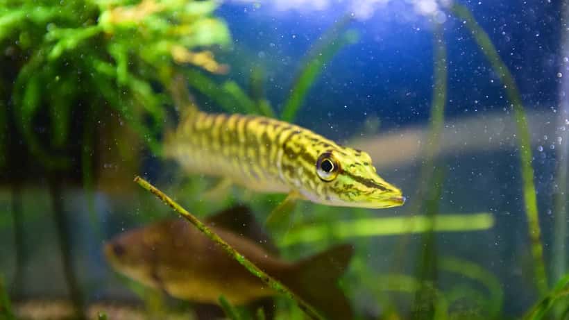 Gedde (Esox lucius) — den truede brakvandsgedde genindvandrer i Karrebæk Fjord ved Næstved