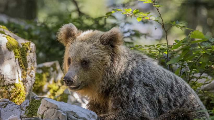 Euraasialainen ruskea karhu luonnossa, lajia esiintyy laajasti Suomessa
