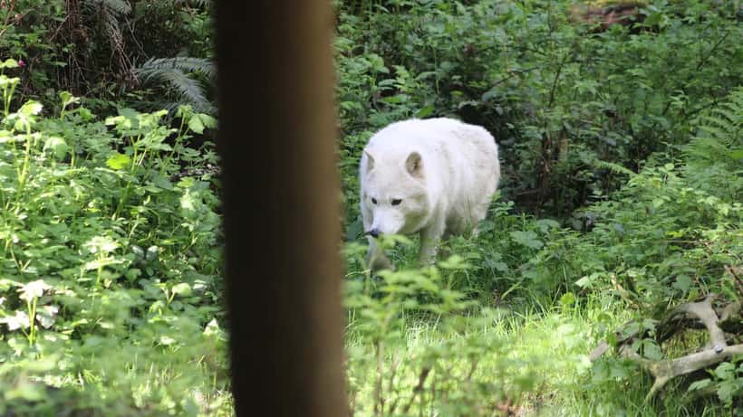 Grå ulv fotograferet i naturen — ulvebestanden i Danmark er vokset til 49 individer i 2026