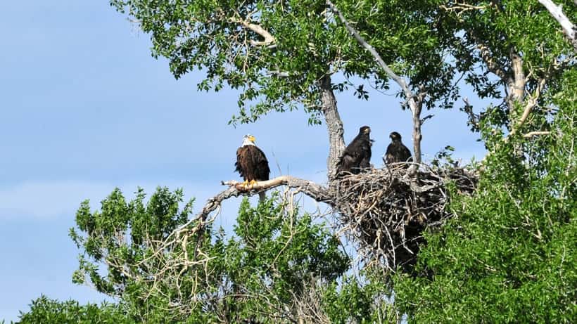 Dos aguiluchos de águila calva en su nido en un refugio de vida silvestre de EE. UU.
