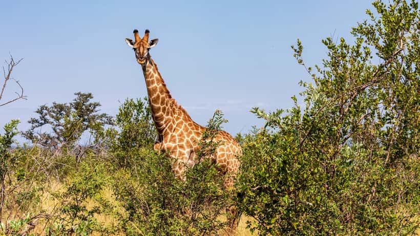 Giraf i Kruger National Park, Sydafrika – et populært rejsemål for danske turister