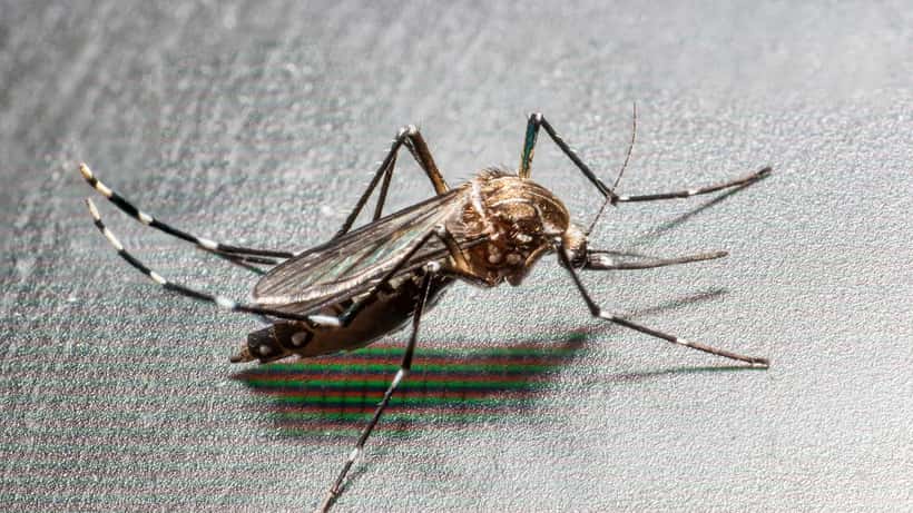Moustique tigre (Aedes albopictus) en gros plan, insecte vecteur de dengue et chikungunya présent dans 84% du territoire français en 2026