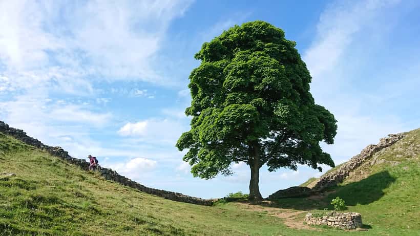 The Sycamore Gap tree standing beside Hadrian's Wall in Northumberland before it was felled in 2023