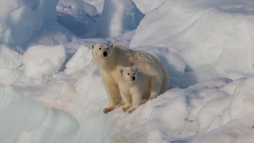 Isbjørnbinne med unge på Svalbard — fugleinfluensa H5N5 ble påvist i isbjørn i Raudfjorden mai 2026