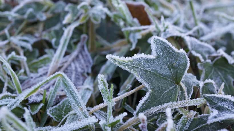 Rijp en nachtvorst op planten in een Nederlandse tuin in mei