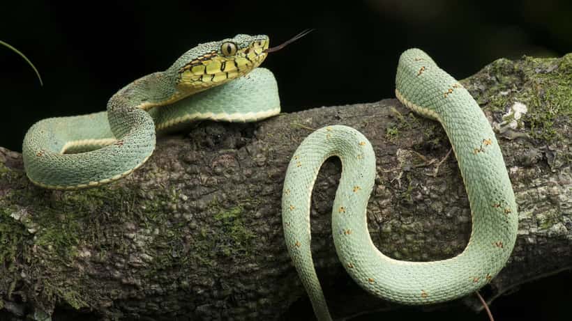 Cobra-papagaio (Bothrops bilineatus) fotografada em Ilhéus, Bahia — espécie do gênero Bothrops que inclui a temida jararaca