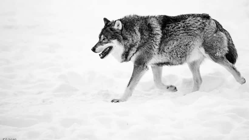 Vild ulv i naturen – ulveangreb på husdyr er stigende i Danmark i 2026