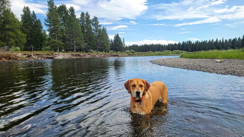 Hond zwemmend in een rivier tijdens het zwemseizoen 2026