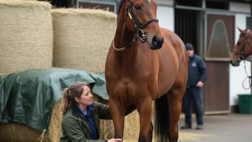 Equine veterinarian examining a thoroughbred racehorse leg at Fairyhouse racecourse
