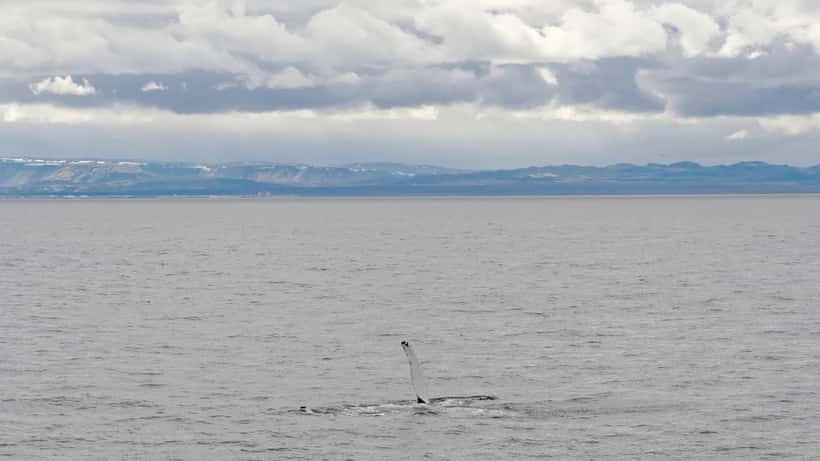 Hnúfubakur í Faxaflóa, Ísland — sjávarspendýr við íslensku strendur