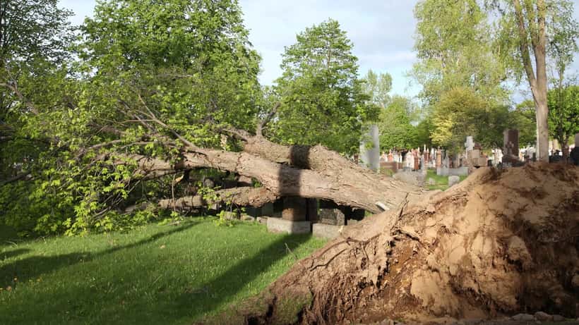 Arbre déraciné après une tempête à Québec, Canada, dommages de tempête violente