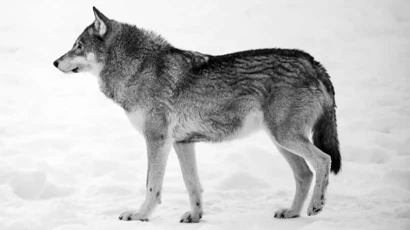 Wolf in de natuur, Nederland