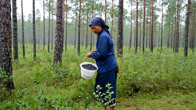 Thailändsk säsongsarbetare plockar vilda blåbär i en svensk barrskog