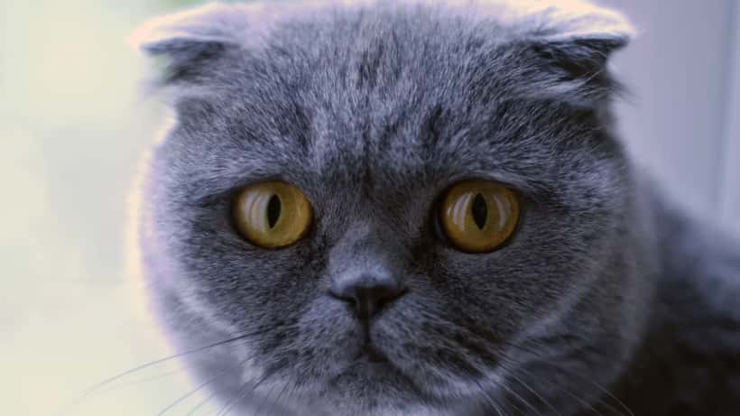 Schotse vouwoorkat met kenmerkende gevouwen oren, blauw tabby