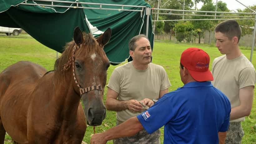Veterinario che esamina un cavallo durante l'epidemia di West Nile estate 2026 in Italia