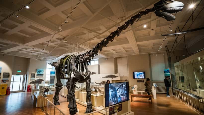 Cetiosaurus sauropod-dinosaur skelet på naturhistorisk museum
