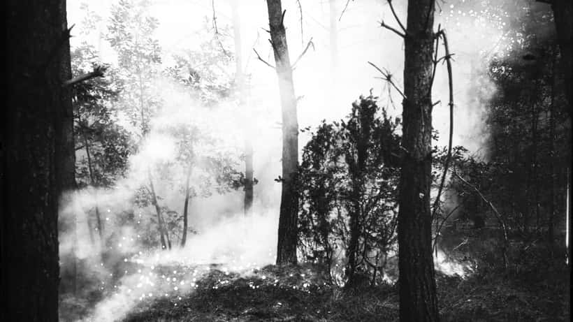 Forêt en flammes lors d'un grand incendie en France, illustration des feux de Gironde 2026