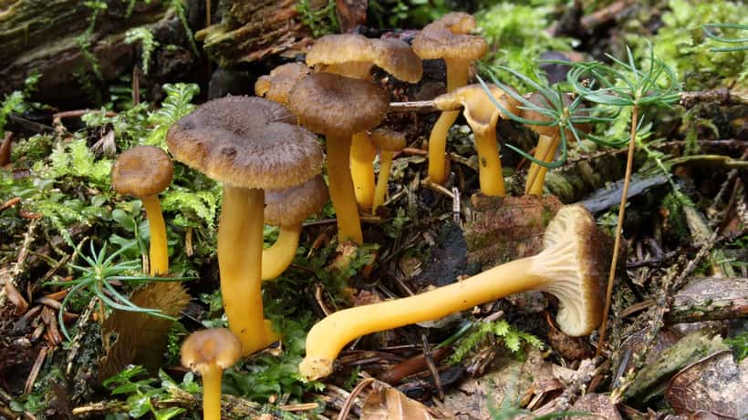 Suppilovahveroita metsänpohjalla
