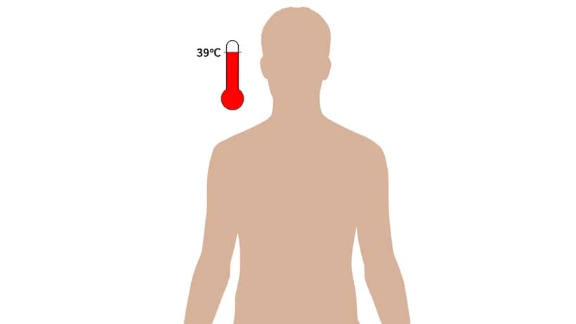 Informationsgrafik över denguefeberns symptom – feber, hudutslag och muskelvärk