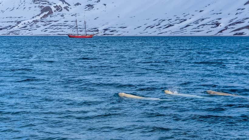 Zwei Belugawale schwimmen im arktischen Meer