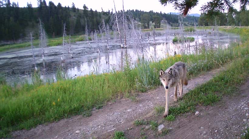 Loup capturé par caméra de surveillance dans les Alpes, Parc National Suisse zone Zernez 2026