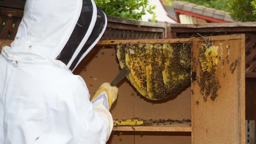 Imker bei der Honigentnahme aus einem Bienenstock beim Tennengauer Honigfest in Kuchl 2026