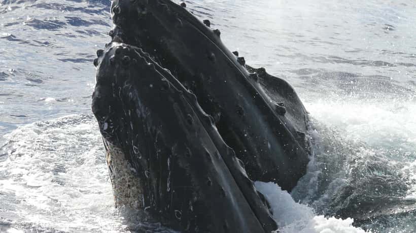 Buckelwal schwimmt im Ozean – Bild der National Marine Sanctuaries