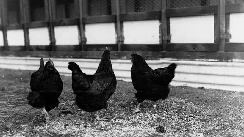Chickens in an Australian poultry farm showing salmonella transmission risk from backyard flocks