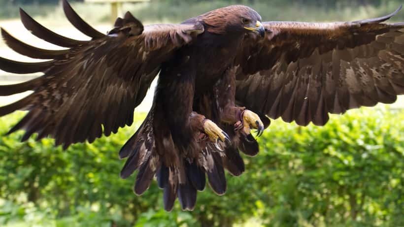 Golden eagle in flight photographed in the UK, by Tony Hisgett