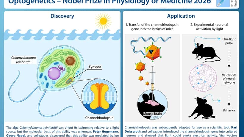 Kaavakuva optogenetiikan mekanismista – hermosolujen valonohjaus Nobel-palkinnon 2026 taustalla