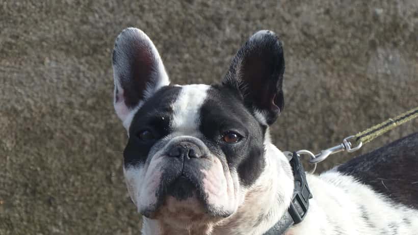 Bouledogue français au museau écrasé, exemple de race brachycéphale hypertype