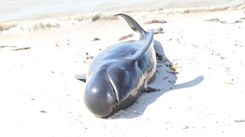 Onderzoekers onderzoeken een gestrande walvis op het strand